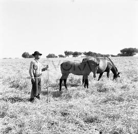 Homem com cavalos no campo