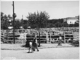 Aspecto da feira de gado