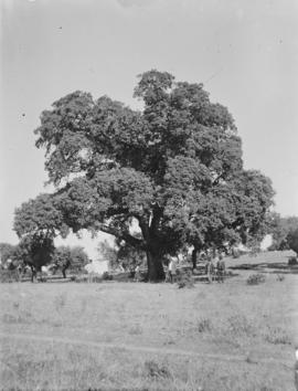 Retrato de quatro senhores e uma menina junto a uma grande árvore