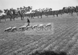 Pastor com ovelhas no campo