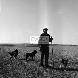 Pastor no campo com cães