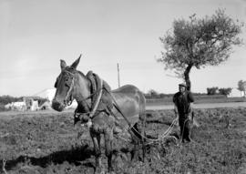 Homem a lavrar a terra com cavalo