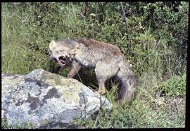 Raposa embalsamada