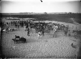 Dromedários e vacas no deserto
