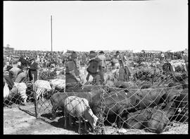 Vendedores de gado