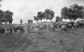 Pastor com rebanho de ovelhas