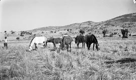Cavalos no pasto